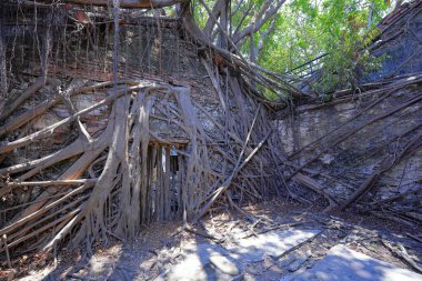 Anping Ağaç Evi, Gubao Caddesi, Anping Bölgesi, Tainan, Tayvan 'da banyan ağaçlarıyla kaplanmış eski bir depo.