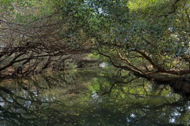 Sicao Yeşil Tüneli, Dazhong Bulvarı, Annan Bölgesi, Tainan, Tayvan 'daki mangrov ağaçlarının tepe örtüsü.