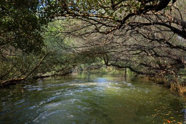 Sicao Yeşil Tüneli, Dazhong Bulvarı, Annan Bölgesi, Tainan, Tayvan 'daki mangrov ağaçlarının tepe örtüsü.