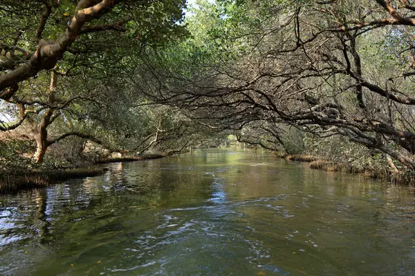 stock image Sicao Green Tunnel, canopy of mangrove trees at Dazhong Rd, Annan District, Tainan, Taiwan