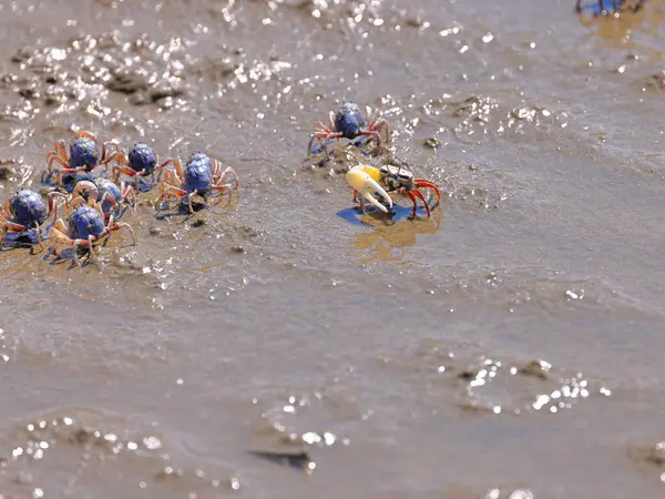 stock image Mictyris brevidactylus (monk crab) gathering in group and eating on the beach in Taiwan