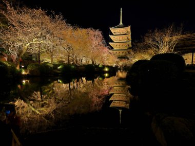 Kiraz çiçekleri olan Toji Tapınağı, Kujocho, Minami, Kyoto, Japonya 'da 5 katlı ahşap bir tapınağı olan tarihi Budist tapınağı.