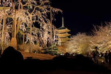 Kiraz çiçekleri olan Toji Tapınağı, Kujocho, Minami, Kyoto, Japonya 'da 5 katlı ahşap bir tapınağı olan tarihi Budist tapınağı.