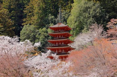 Kiraz çiçekli Hasedera Tapınağı, Japonya 'da Shingon Budizmi' nin Buzan mezhebi için bir Budist tapınağı.