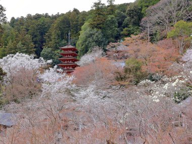 Kiraz çiçekli Hasedera Tapınağı, Japonya 'da Shingon Budizmi' nin Buzan mezhebi için bir Budist tapınağı.