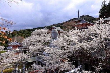 Nara Japonya 'da kiraz çiçekleri ve kiraz ağaçları arasında büyük bir Buda heykeli olan Tsubosaka-dera.