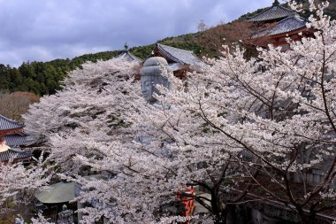 Nara Japonya 'da kiraz çiçekleri ve kiraz ağaçları arasında büyük bir Buda heykeli olan Tsubosaka-dera.