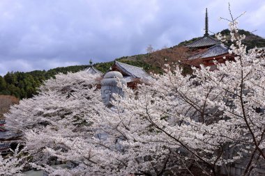 Nara Japonya 'da kiraz çiçekleri ve kiraz ağaçları arasında büyük bir Buda heykeli olan Tsubosaka-dera.