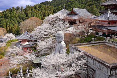 Nara Japonya 'da kiraz çiçekleri ve kiraz ağaçları arasında büyük bir Buda heykeli olan Tsubosaka-dera.