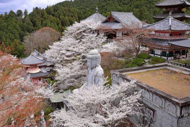 Nara Japonya 'da kiraz çiçekleri ve kiraz ağaçları arasında büyük bir Buda heykeli olan Tsubosaka-dera.