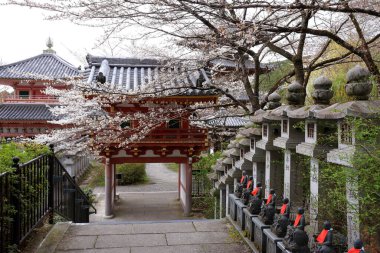 Nara Japonya 'da kiraz çiçekleri ve kiraz ağaçları arasında büyük bir Buda heykeli olan Tsubosaka-dera.