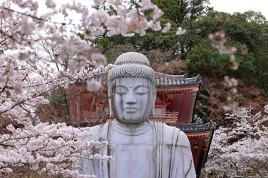 Nara Japonya 'da kiraz çiçekleri ve kiraz ağaçları arasında büyük bir Buda heykeli olan Tsubosaka-dera.
