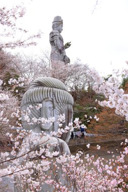 Nara Japonya 'da kiraz çiçekleri ve kiraz ağaçları arasında büyük bir Buda heykeli olan Tsubosaka-dera.