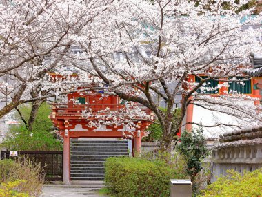 Nara Japonya 'da kiraz çiçekleri ve kiraz ağaçları arasında büyük bir Buda heykeli olan Tsubosaka-dera.