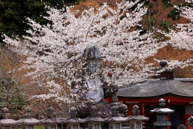 Nara Japonya 'da kiraz çiçekleri ve kiraz ağaçları arasında büyük bir Buda heykeli olan Tsubosaka-dera.