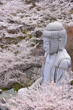 Nara Japonya 'da kiraz çiçekleri ve kiraz ağaçları arasında büyük bir Buda heykeli olan Tsubosaka-dera.