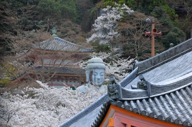 Nara Japonya 'da kiraz çiçekleri ve kiraz ağaçları arasında büyük bir Buda heykeli olan Tsubosaka-dera.