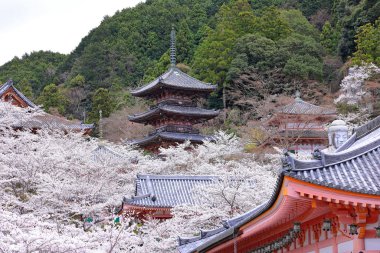 Nara Japonya 'da kiraz çiçekleri ve kiraz ağaçları arasında büyük bir Buda heykeli olan Tsubosaka-dera.