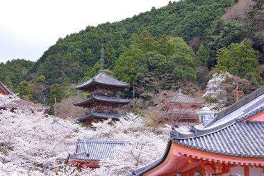 Nara Japonya 'da kiraz çiçekleri ve kiraz ağaçları arasında büyük bir Buda heykeli olan Tsubosaka-dera.