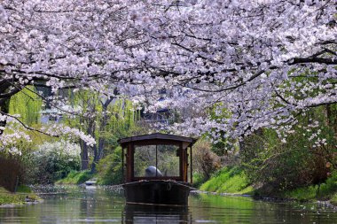 Fushimi Jikkoku-bune Boats, Kyoto Japonya 'da kiraz çiçekleri altında sakin bir yolculuk.