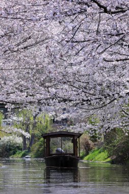 Fushimi Jikkoku-bune Boats, Kyoto Japonya 'da kiraz çiçekleri altında sakin bir yolculuk.