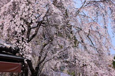 Kiraz çiçekleriyle Daigo-ji Tapınağı, 5 katlı bir Budist tapınağı, Daigohigashiojicho, Fushimi Ward, Kyoto, Japonya 