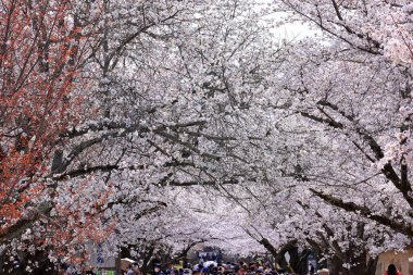 Kiraz çiçekleriyle Daigo-ji Tapınağı, 5 katlı bir Budist tapınağı, Daigohigashiojicho, Fushimi Ward, Kyoto, Japonya 