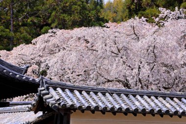 Kiraz çiçekleriyle Daigo-ji Tapınağı, 5 katlı bir Budist tapınağı, Daigohigashiojicho, Fushimi Ward, Kyoto, Japonya 