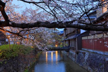 Kyoto, Japonya 'da kiraz çiçekli Gion Shirakawa Kanalı 