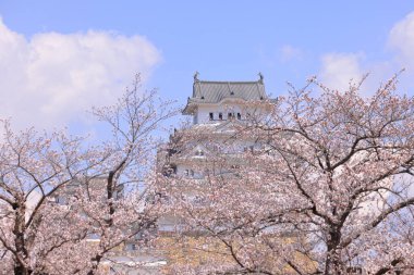 Kiraz çiçekleriyle Himeji Kalesi 1333 tarihli Iconic kalesi Honmachi, Himeji, Hyogo, Japonya 