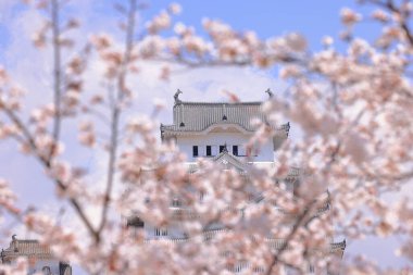 Kiraz çiçekleriyle Himeji Kalesi 1333 tarihli Iconic kalesi Honmachi, Himeji, Hyogo, Japonya 