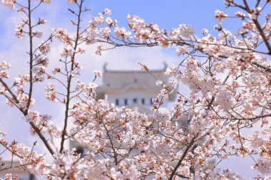 Kiraz çiçekleriyle Himeji Kalesi 1333 tarihli Iconic kalesi Honmachi, Himeji, Hyogo, Japonya 