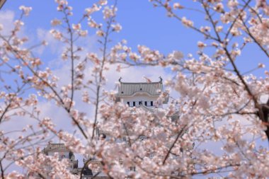 Kiraz çiçekleriyle Himeji Kalesi 1333 tarihli Iconic kalesi Honmachi, Himeji, Hyogo, Japonya 
