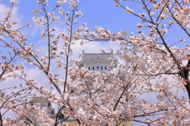 Kiraz çiçekleriyle Himeji Kalesi 1333 tarihli Iconic kalesi Honmachi, Himeji, Hyogo, Japonya 