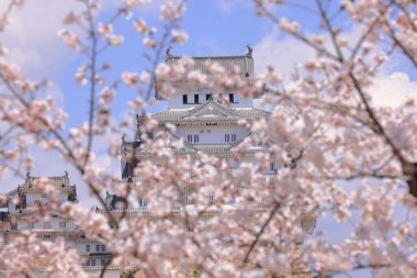 Kiraz çiçekleriyle Himeji Kalesi 1333 tarihli Iconic kalesi Honmachi, Himeji, Hyogo, Japonya 