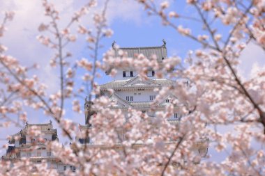 Kiraz çiçekleriyle Himeji Kalesi 1333 tarihli Iconic kalesi Honmachi, Himeji, Hyogo, Japonya 