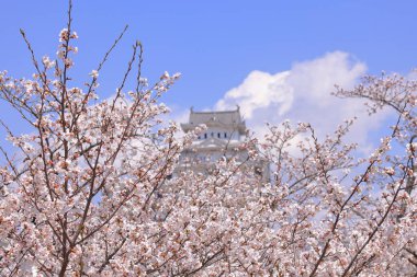 Kiraz çiçekleriyle Himeji Kalesi 1333 tarihli Iconic kalesi Honmachi, Himeji, Hyogo, Japonya 