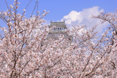 Kiraz çiçekleriyle Himeji Kalesi 1333 tarihli Iconic kalesi Honmachi, Himeji, Hyogo, Japonya 