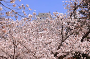 Kiraz çiçekleriyle Himeji Kalesi 1333 tarihli Iconic kalesi Honmachi, Himeji, Hyogo, Japonya 