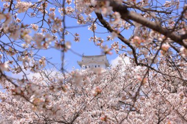 Kiraz çiçekleriyle Himeji Kalesi 1333 tarihli Iconic kalesi Honmachi, Himeji, Hyogo, Japonya 