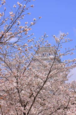 Kiraz çiçekleriyle Himeji Kalesi 1333 tarihli Iconic kalesi Honmachi, Himeji, Hyogo, Japonya 
