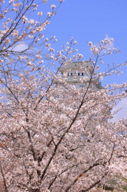 Kiraz çiçekleriyle Himeji Kalesi 1333 tarihli Iconic kalesi Honmachi, Himeji, Hyogo, Japonya 