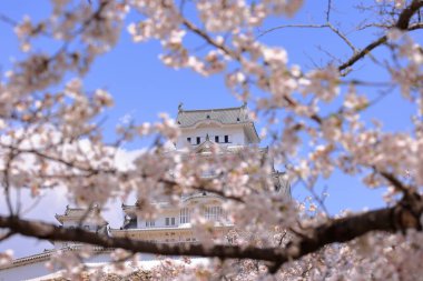 Kiraz çiçekleriyle Himeji Kalesi 1333 tarihli Iconic kalesi Honmachi, Himeji, Hyogo, Japonya 