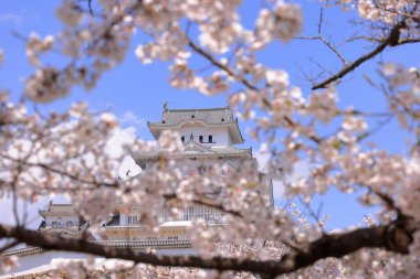 Kiraz çiçekleriyle Himeji Kalesi 1333 tarihli Iconic kalesi Honmachi, Himeji, Hyogo, Japonya 