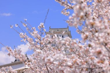 Kiraz çiçekleriyle Himeji Kalesi 1333 tarihli Iconic kalesi Honmachi, Himeji, Hyogo, Japonya 