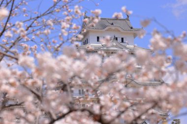 Kiraz çiçekleriyle Himeji Kalesi 1333 tarihli Iconic kalesi Honmachi, Himeji, Hyogo, Japonya 