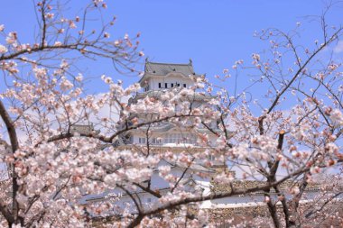 Kiraz çiçekleriyle Himeji Kalesi 1333 tarihli Iconic kalesi Honmachi, Himeji, Hyogo, Japonya 