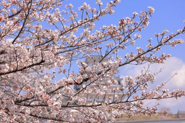 Kiraz çiçekleriyle Himeji Kalesi 1333 tarihli Iconic kalesi Honmachi, Himeji, Hyogo, Japonya 