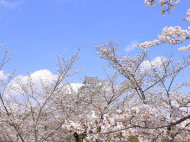 Kiraz çiçekleriyle Himeji Kalesi 1333 tarihli Iconic kalesi Honmachi, Himeji, Hyogo, Japonya 