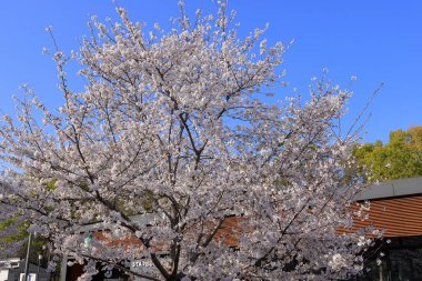 Kiraz çiçekli Osaka Kalesi bahçesi, 1597 tarihli saygıdeğer şato Osakajo, Chuo Ward, Osaka, Japonya
